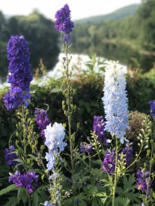 Flowers over river